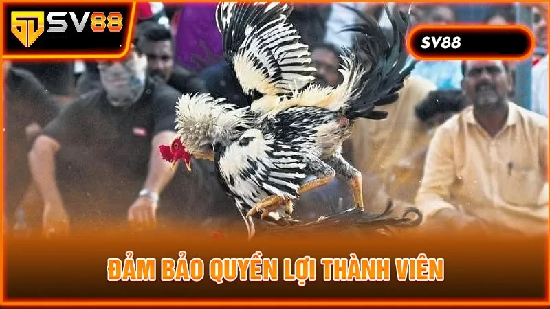 Quyền lợi thành viên luôn được SV88 đảm bảo