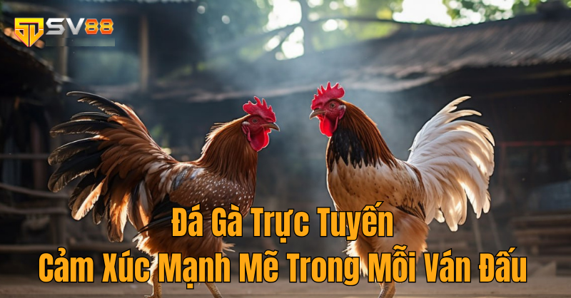 Đá Gà Trực Tuyến: Cảm Xúc Mạnh Mẽ Trong Mỗi Ván Đấu