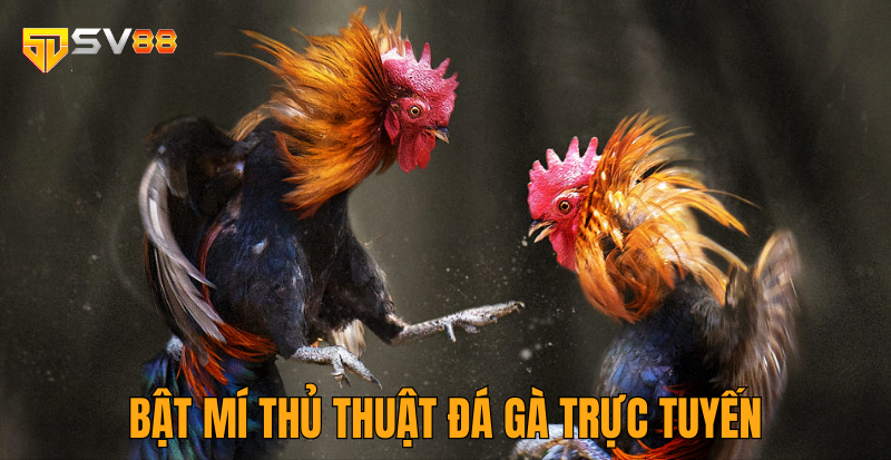 Bật mí thủ thuật đá gà chi tiết nhất